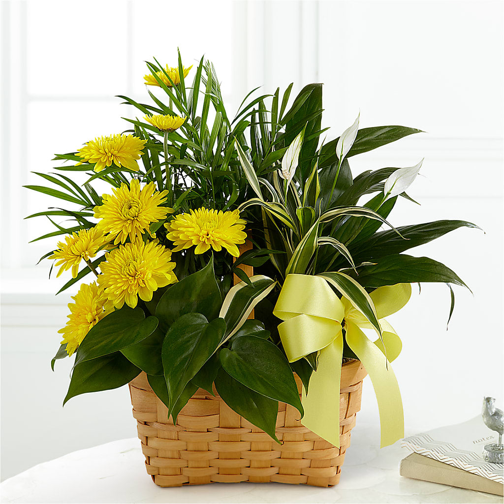 Loving Light Dishgarden – DIANA'S FLOWERS, Oak Hills CA