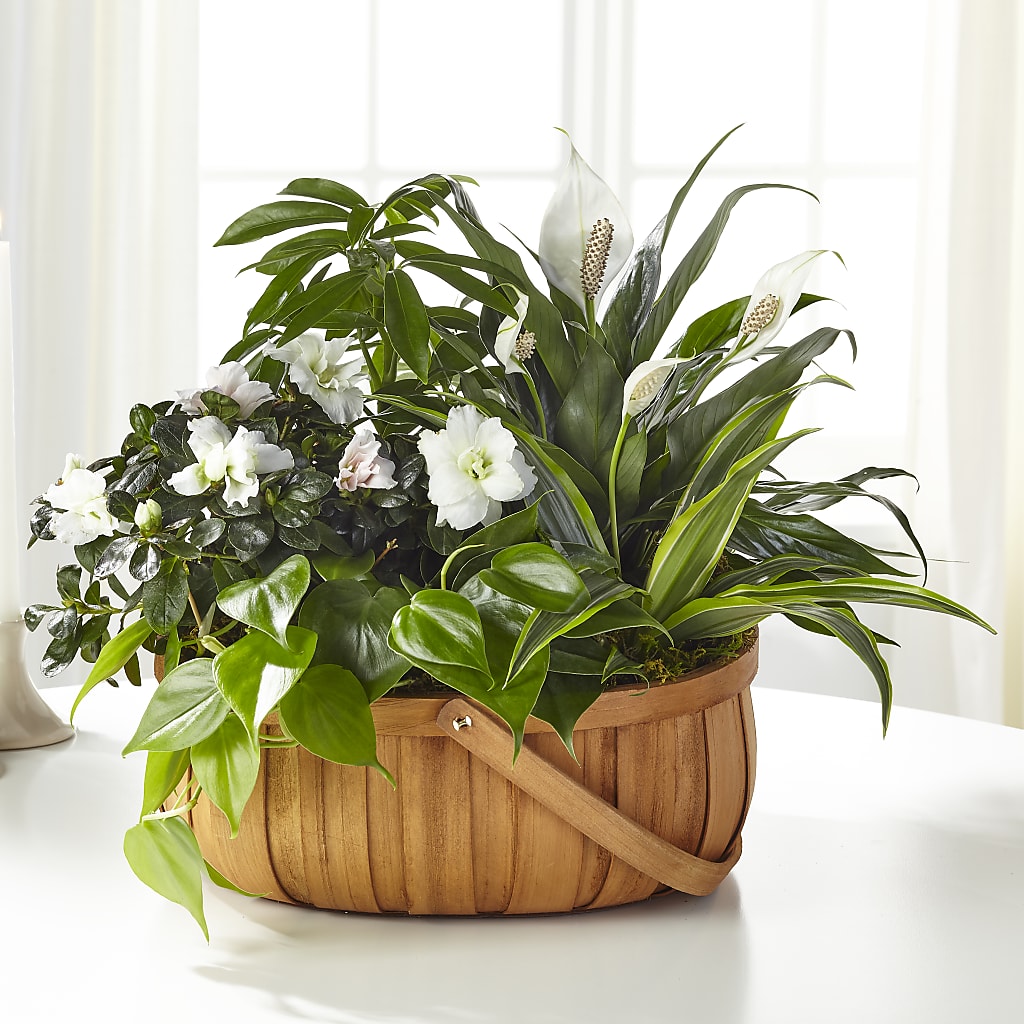 Serene Dishgarden – DIANA'S FLOWERS, Oak Hills CA