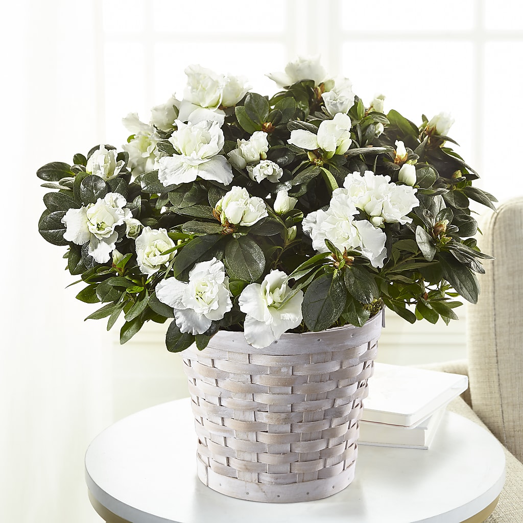 White Azalea Plant – DIANA'S FLOWERS, Oak Hills CA