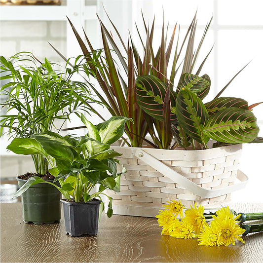 Florist Designed Blooming and Green Plants in a Basket – DIANA'S FLOWERS, Oak Hills CA