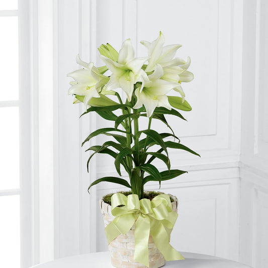 Easter Lily Plant – DIANA'S FLOWERS, Oak Hills CA