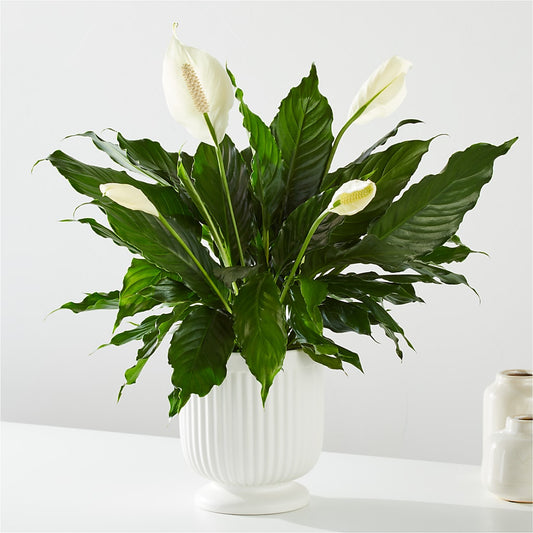 Comfort Planter – DIANA'S FLOWERS, Oak Hills CA